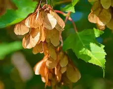 AYX SPORTS-3do@9鍍Kl€綻KE梣?1的简单介绍